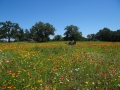 DSC07293.jpg