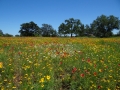 DSC07294.jpg