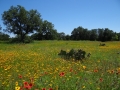 DSC07295.jpg
