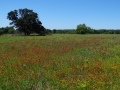 DSC07309.jpg