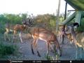 7-deer
