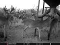 bucks