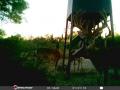 deer-11