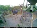 deer-2