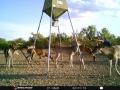 deer-3
