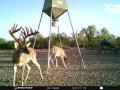 deer-4