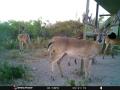 deer-5