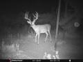 deer-6
