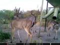 deer-7