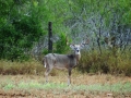 DSC07788.JPG