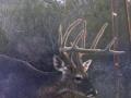 deer-1