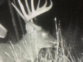 deer-2