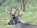 deer-3