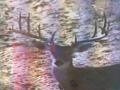 deer-4